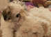 Bolognese/ Morkie puppies  only  little boy left now