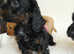 Stunning fully health assessed puppies available for loving homes