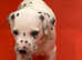 Pedigree Dalmatian KC registered puppies for sale