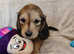 K.C. Longhaired Miniature Male Pups