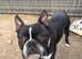 STUD! Not for sale! KC registered Boston for stud