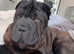 Shar pei 9 months