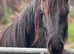 Fell Pony Fillies x 2