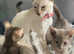 Beautiful siamese crossed oriental kittens