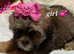 Stunning shihpoo ALL SOLD THANKYOU