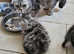 Scottish ear fold kittens