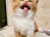 Pedigree Selkirk Rex kittens for sale