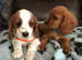 Stunning cavalier King Charles puppies