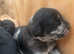 Beautiful F1 labradoodles
