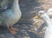 Free 2 Aylesbury drakes 2 years old