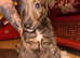 Puppies for sale