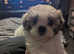 8 Week old female shihchon