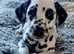 KC registered Dalmatian Pups