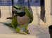 Stunning darbyan parrot for sale