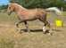 Stunning palomino filly