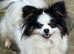 Beautiful loving girl needs new Human
