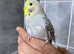 Budgie