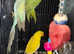 Young Indian ringnecks green/blue/yellow/white