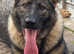 KC REG Female Czeck german shepherd
