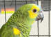 Stunning baby Amazon parrot