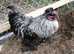 Silkie X Pekin Bantum pre order
