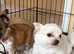Chorkie puppies