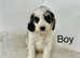 2 stunning colour cockapoo puppies