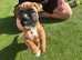 BOXERS PUPS KC REGISTRATION in Kilwinning