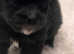 Coton De Tulear / Pomeranian  Puppies