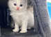 Beautiful pure bred ragdoll kitten litter