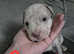 Puppies for sale