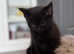 Maine coon cross domestic cat