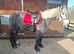 Dales type Steel Grey mare