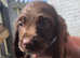 2 beautiful cocker spaniel pups looking for there forever home