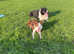 Border collie girl
