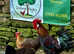 PARTRIDGE LEGHORN HATCHING EGGS