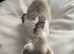 GCCF registered male kitten