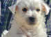 KC reg westie puppies