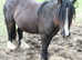 Cob Gelding 11.3 hh