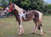 Very pretty 14hh coloured gelding