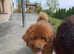 Tibetan Mastif 7 months