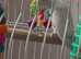 A pair of Parrotlets's with cage toys
