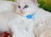 Championship bloodline GCCF registered ragdoll