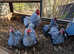 Wyandotte Bantam Chicks + Chickens + Hatching Eggs