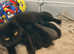 3 black British short hairs with amber eyes
