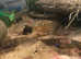 Axolotl babies for sale