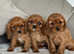 Beautiful King Charles Cavalier Puppies READY NOW