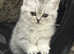 British shorthair female white and silver