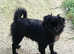 Beautiful shih tzu x chihuahuas for sale