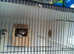 for sale orange fire   tail dimond finches pair